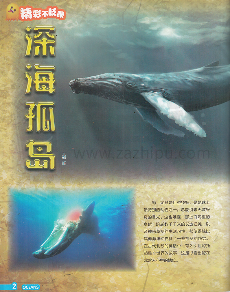 海洋探秘-2019-03-试读-海洋探秘杂志封面,内容精彩试读