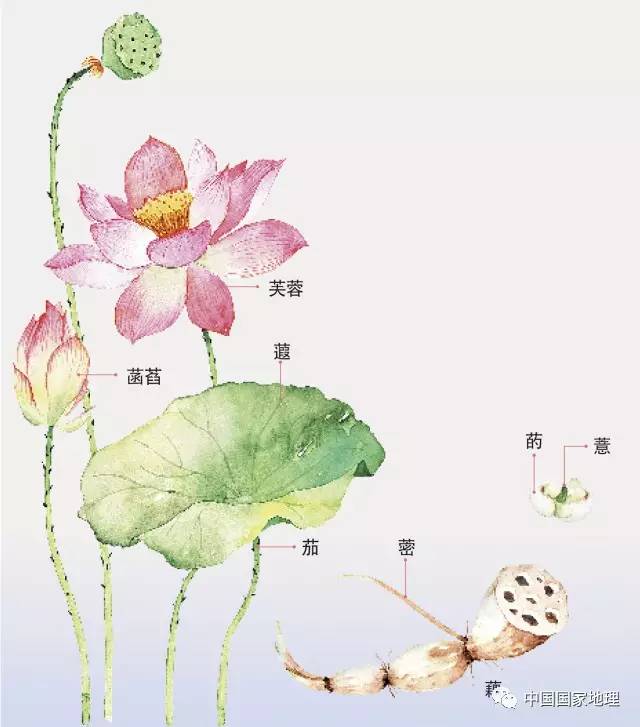 地理知识你赏的是荷花还是睡莲