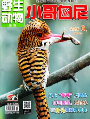 小哥白尼野生动物画报2014年6月期_动物世界 小哥白尼野生动物画报2011年7月期封面图片-杂志铺zazhipu.com-领先的杂志订阅平台